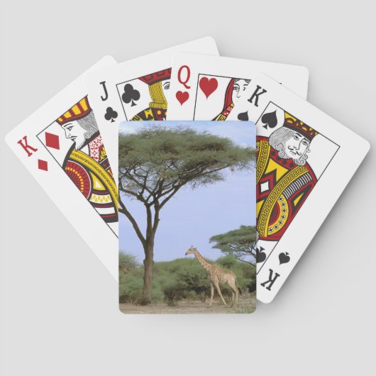 Afrika, Botsuana, Okavangodelta. Südlich Spielkarten (Rückseite)