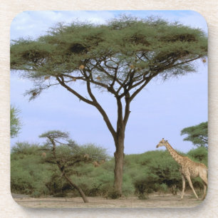 Afrika, Botsuana, Okavangodelta. Südlich Untersetzer