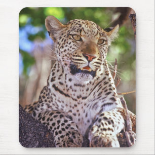 Afrika, Botsuana, Okvango-Delta, wilder Leopard. 2 Mousepad