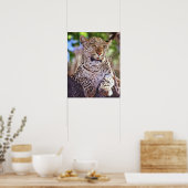 Afrika, Botsuana, Okvango-Delta, wilder Leopard. 2 Poster (Küche)