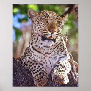 Afrika, Botsuana, Okvango-Delta, wilder Leopard. 2 Poster