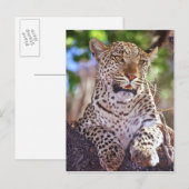 Afrika, Botsuana, Okvango-Delta, wilder Leopard. 2 Postkarte (Vorne/Hinten)