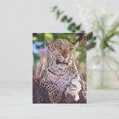 Afrika, Botsuana, Okvango-Delta, wilder Leopard. 2 Postkarte (Stehend Vorderseite)