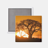 Afrika, Botsuana, Sonnenuntergang Silhouetten Baob Magnet (Vorderseite/Rückseite)