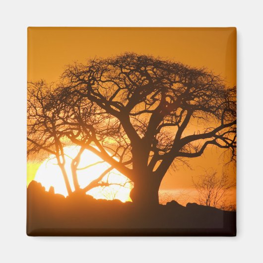 Afrika, Botsuana, Sonnenuntergang Silhouetten Baob Magnet (Vorne)