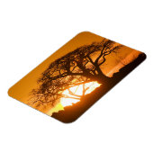 Afrika, Botsuana, Sonnenuntergang Silhouetten Baob Magnet (Linke Seite)