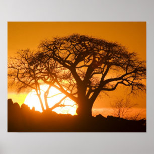Afrika, Botsuana, Sonnenuntergang Silhouetten Baob Poster