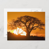 Afrika, Botsuana, Sonnenuntergang Silhouetten Baob Postkarte (Vorne/Hinten)