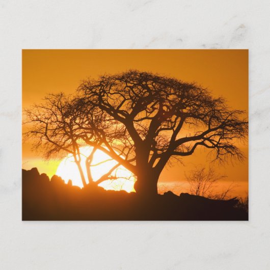 Afrika, Botsuana, Sonnenuntergang Silhouetten Baob Postkarte (Vorderseite)