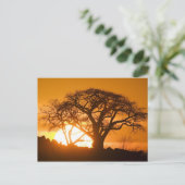 Afrika, Botsuana, Sonnenuntergang Silhouetten Baob Postkarte (Stehend Vorderseite)