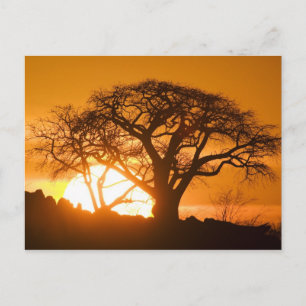 Afrika, Botsuana, Sonnenuntergang Silhouetten Baob Postkarte
