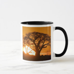 Afrika, Botsuana, Sonnenuntergang Silhouetten Baob Tasse