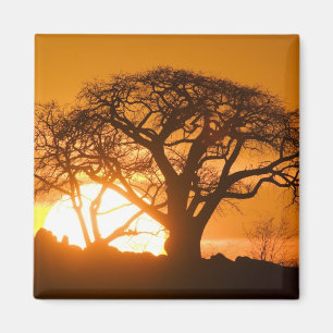 Afrika, Botsuana, Untergehende Sonne silhouettiert Magnet