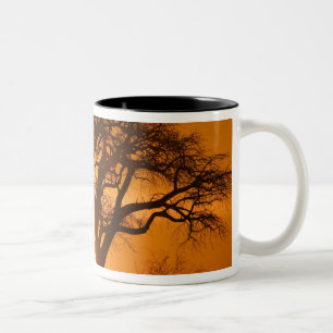 Afrika, Botsuana, Untergehende Sonne silhouettiert Zweifarbige Tasse