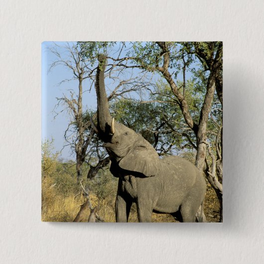 Afrika, Botswana, das Okavango-Delta. Afrika 2 Button (Vorderseite)