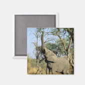 Afrika, Botswana, das Okavango-Delta. Afrika 2 Magnet (Vorderseite/Rückseite)
