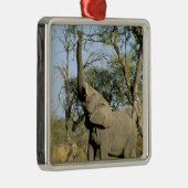 Afrika, Botswana, das Okavango-Delta. Afrika 2 Silbernes Ornament (Rechts)