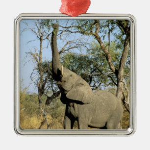 Afrika, Botswana, das Okavango-Delta. Afrika 2 Silbernes Ornament