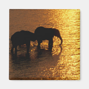 Afrika, Botswana, das Okavango-Delta. afrikanisch Magnet