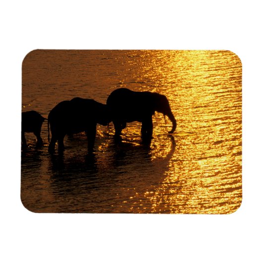 Afrika, Botswana, das Okavango-Delta. afrikanisch Magnet (Horizontal)