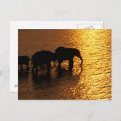 Afrika, Botswana, das Okavango-Delta. afrikanisch Postkarte (Vorne/Hinten)