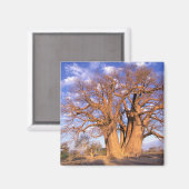 Afrika, Botswana, das Okavango-Delta. Baobab Magnet (Vorderseite/Rückseite)