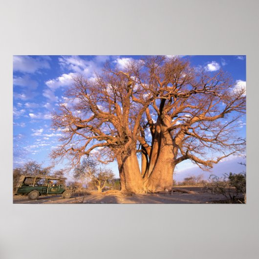 Afrika, Botswana, das Okavango-Delta. Baobab Poster (Vorne)