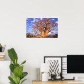 Afrika, Botswana, das Okavango-Delta. Baobab Poster (Heimbüro)