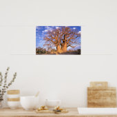 Afrika, Botswana, das Okavango-Delta. Baobab Poster (Küche)