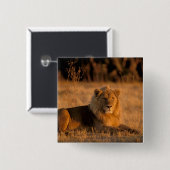 Afrika, Botswana, das Okavango-Delta. Löwe (Panthe Button (Vorne & Hinten)