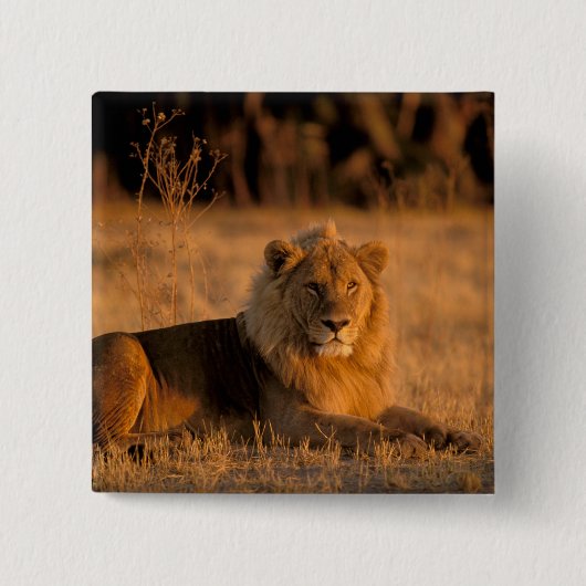 Afrika, Botswana, das Okavango-Delta. Löwe (Panthe Button (Vorderseite)