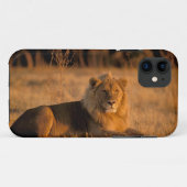 Afrika, Botswana, das Okavango-Delta. Löwe (Panthe Case-Mate iPhone Hülle (Rückseite (Horizontal))