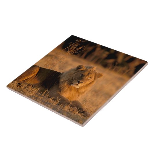 Afrika, Botswana, das Okavango-Delta. Löwe (Panthe Fliese (Seite)