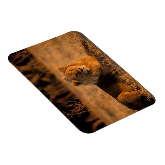 Afrika, Botswana, das Okavango-Delta. Löwe (Panthe Magnet (Rechte Seite)