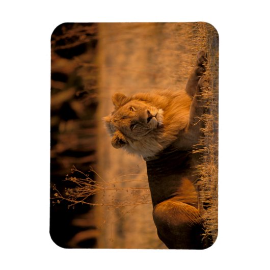 Afrika, Botswana, das Okavango-Delta. Löwe (Panthe Magnet (Vertikal)