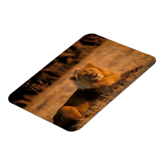 Afrika, Botswana, das Okavango-Delta. Löwe (Panthe Magnet (Linke Seite)