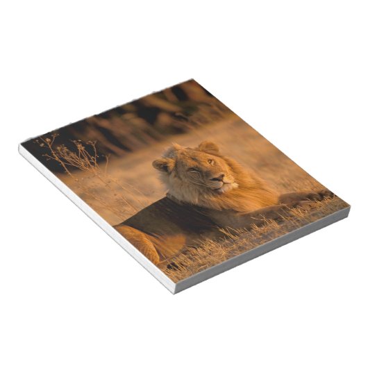 Afrika, Botswana, das Okavango-Delta. Löwe (Panthe Notizblock (angewinkelt)