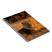 Afrika, Botswana, das Okavango-Delta. Löwe (Panthe Notizblock (Rechte Seite)