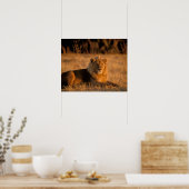 Afrika, Botswana, das Okavango-Delta. Löwe (Panthe Poster (Küche)