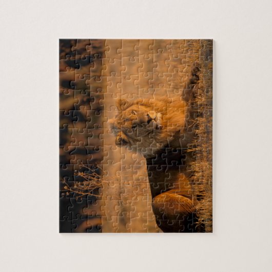 Afrika, Botswana, das Okavango-Delta. Löwe (Panthe Puzzle (Vertikal)