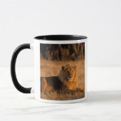 Afrika, Botswana, das Okavango-Delta. Löwe (Panthe Tasse (Links)