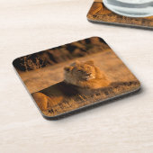 Afrika, Botswana, das Okavango-Delta. Löwe (Panthe Untersetzer (Linke Seite)