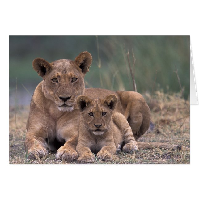 Afrika, Botswana, das Okavango-Delta. Löwen (Vorderseite (Horizontal))