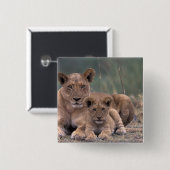 Afrika, Botswana, das Okavango-Delta. Löwen Button (Vorne & Hinten)