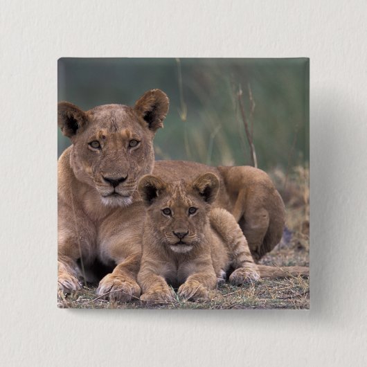 Afrika, Botswana, das Okavango-Delta. Löwen Button (Vorderseite)