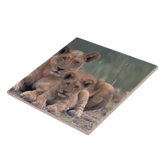 Afrika, Botswana, das Okavango-Delta. Löwen Fliese (Seite)