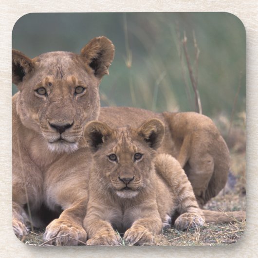 Afrika, Botswana, das Okavango-Delta. Löwen Getränkeuntersetzer (Vorderseite)