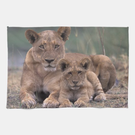 Afrika, Botswana, das Okavango-Delta. Löwen Handtuch (Horizontal)