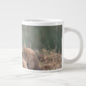 Afrika, Botswana, das Okavango-Delta. Löwen Jumbo-Tasse (Rechts)