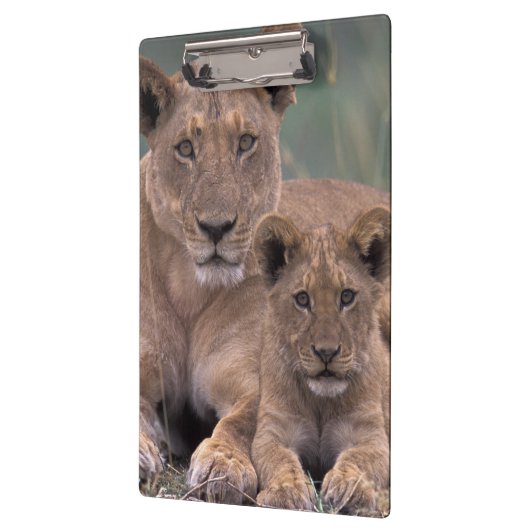 Afrika, Botswana, das Okavango-Delta. Löwen Klemmbrett (Links)